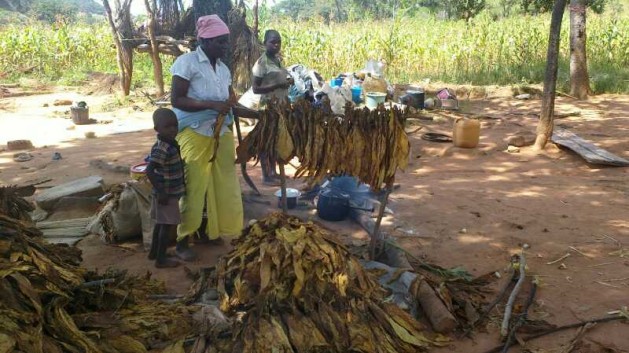 An unidentified woman from Zimbabwe's Mashonaland Central Province at Manzou Farm packs her tobacco with the help of her children as they prepare to leave following an eviction order. Land grabs in Africa have helped to perpetuate economic inequalities similar to the colonial era economic imbalances  Terry Mutsvanga, Zimbabwean rights activist. Credit: Jeffrey Moyo/IPS